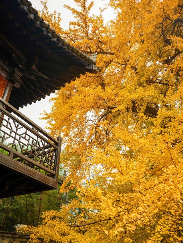 西安古觀音禪寺，銀杏天花板！
