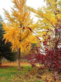 城市中心的秋日童話