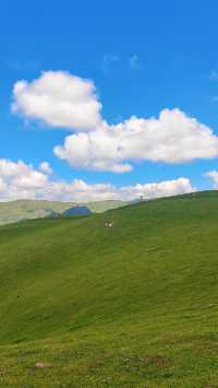 天水張家川平安草園：一場心靈與自然的完美邂逅