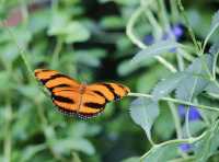 蝴蝶與自然溫室 Key West