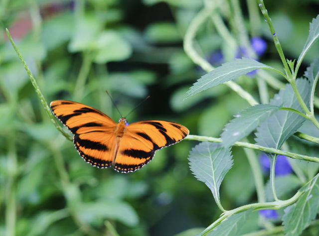 蝴蝶與自然溫室 Key West