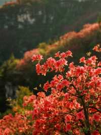 莫干山賞楓親子遊！帶娃追95%紅楓超治癒