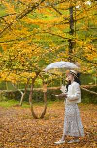 尖叫！韶關帽子峰金色童話世界已上線！！