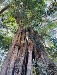 世遺翁基古寨~在景邁山千年布朗古寨,賞夕陽晚霞