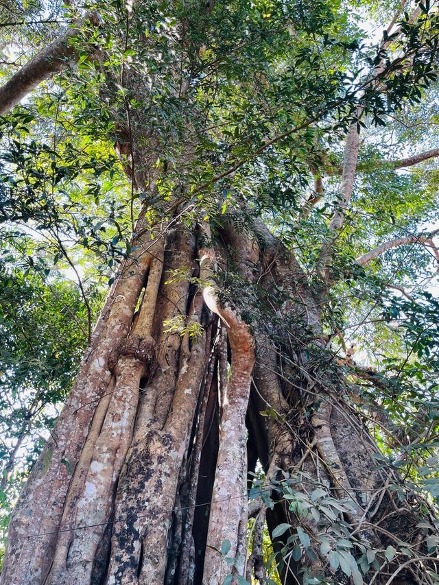 世遺翁基古寨~在景邁山千年布朗古寨,賞夕陽晚霞 世遺翁基古寨~在景邁山千年布朗古寨,賞夕陽晚霞