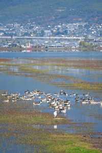 拉市海候鳥陸續歸來