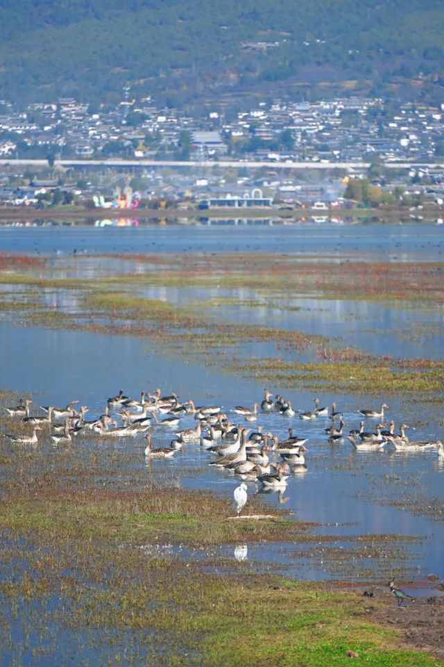 拉市海候鳥陸續歸來 拉市海候鳥陸續歸來