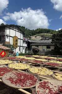 沉浸800年古村的曬秋畫卷與人間煙火
