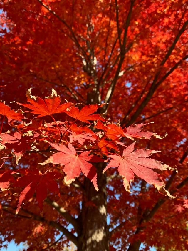 霜染鍋盔楓似火，暖居枕葉醉秋光