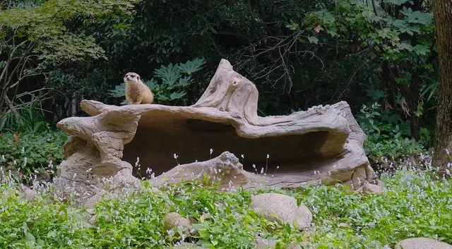 30歲小登一人5h 免門票遊上海野生動物園 30歲小登一人5h 免門票遊上海野生動物園