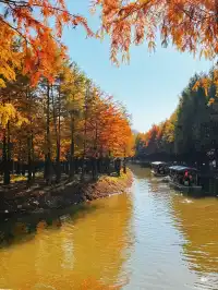 11.15皖南川藏線之落羽紅杉林
