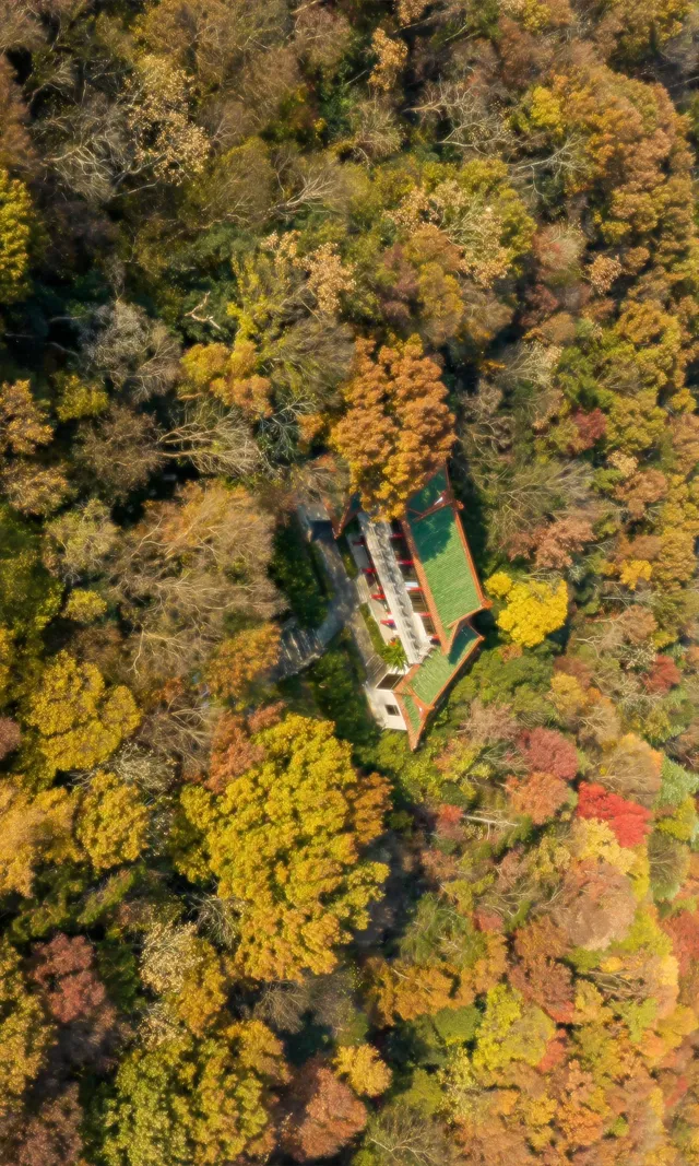 暮秋風起染金陵 我拍到一整個南京的秋天 暮秋風起染金陵 我拍到一整個南京的秋天