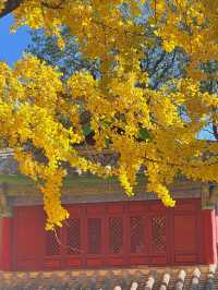 不是北京｜真的在麗江今日實況美哭了