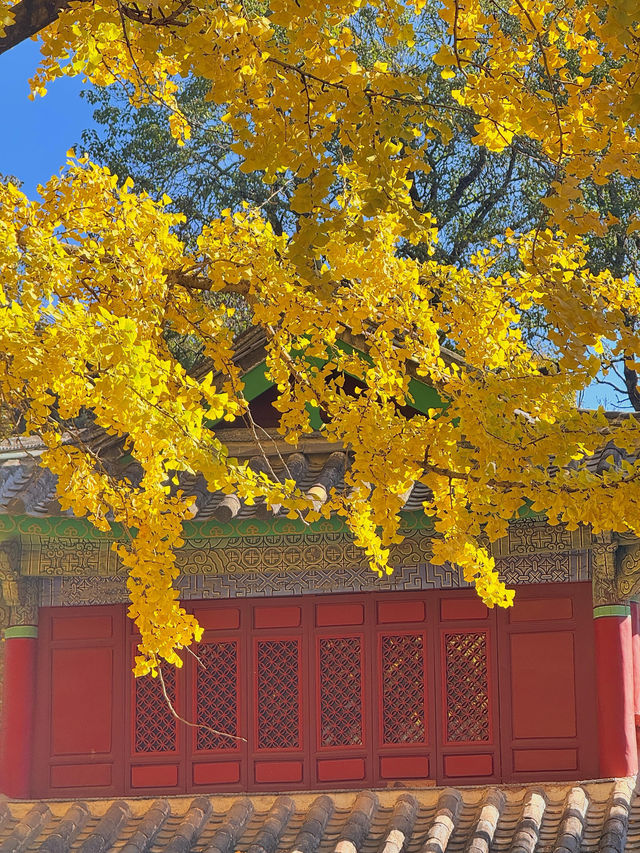 不是北京｜真的在麗江今日實況美哭了