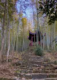 太華山秋冬奇遇：竹海仙氣與酸腿並存！