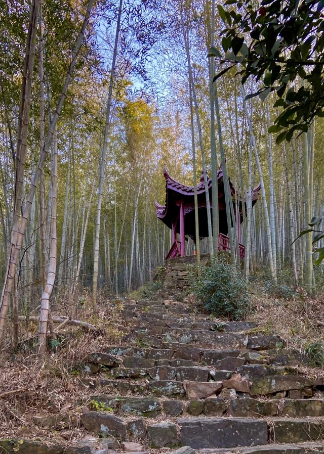 太華山秋冬奇遇：竹海仙氣與酸腿並存！