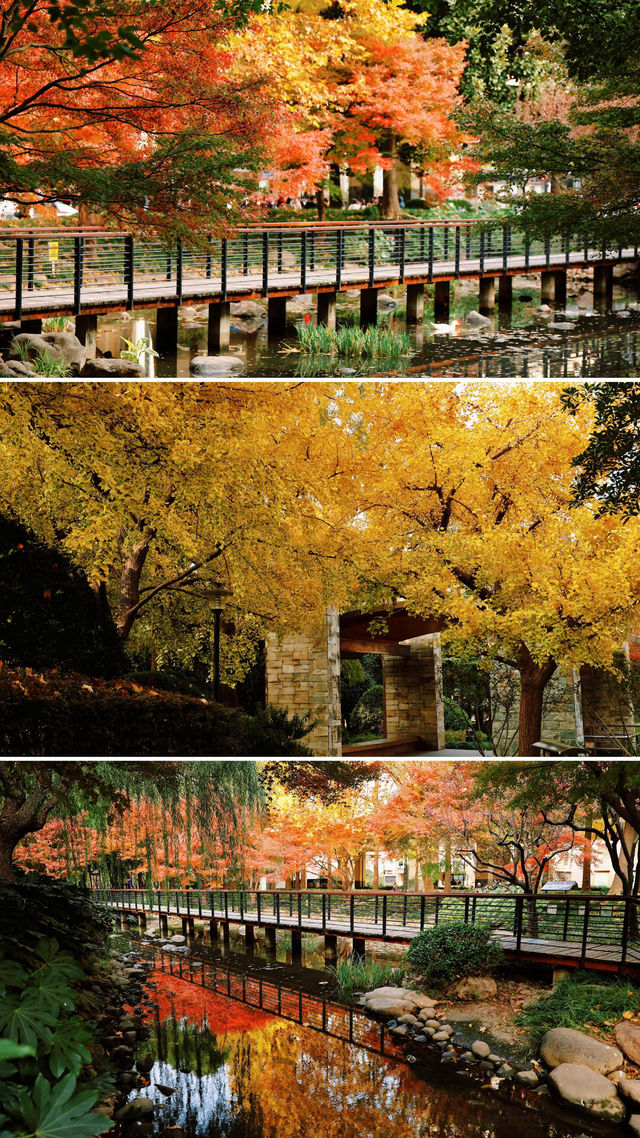 12.3上海超絕!延中綠地楓葉銀杏 12.3上海超絕!延中綠地楓葉銀杏