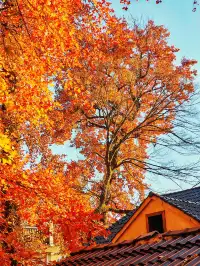 秋天又來了! 臨安指南村實況
