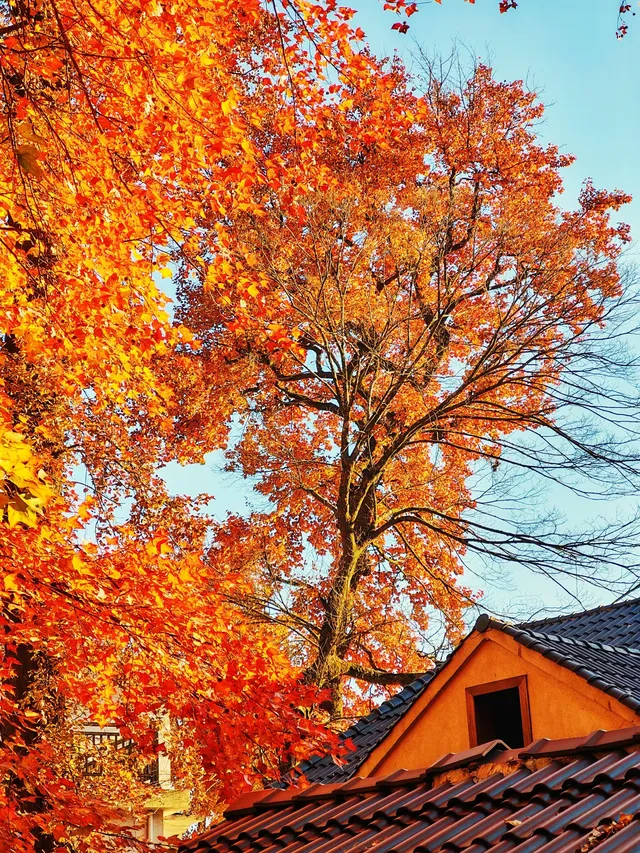 秋天又來了! 臨安指南村實況 秋天又來了! 臨安指南村實況