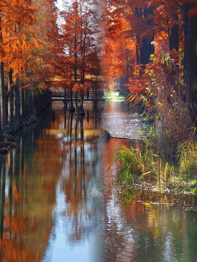 太仙了！夢幻森林，邂逅青西郊野公園的水上童話