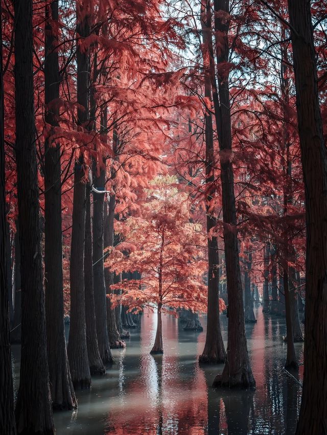 上海青西郊野公園水杉紅了I人必打卡的魔童話森林! 上海青西郊野公園水杉紅了I人必打卡的魔童話森林!