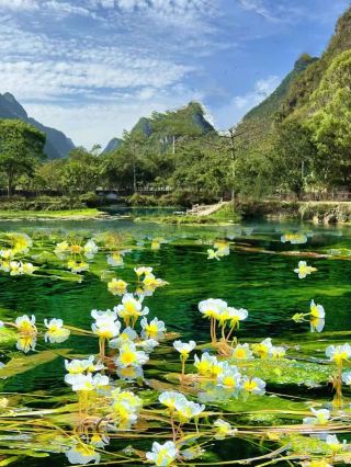 Skylight Flower River｜Explore the Blooming Underwater Forest