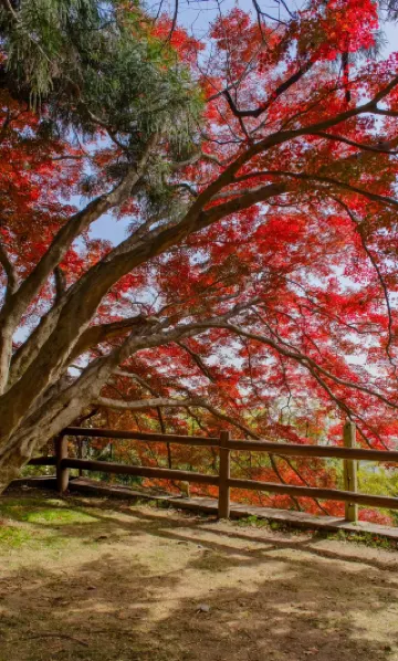 11.27実況 モーガン山の紅葉の秋景色が最高に美しい！