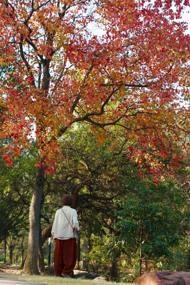 柳州 | 深秋的烏桕樹是白天裡綻放的煙火