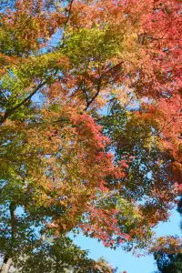 莫干山的楓葉紅啦錯過等一年