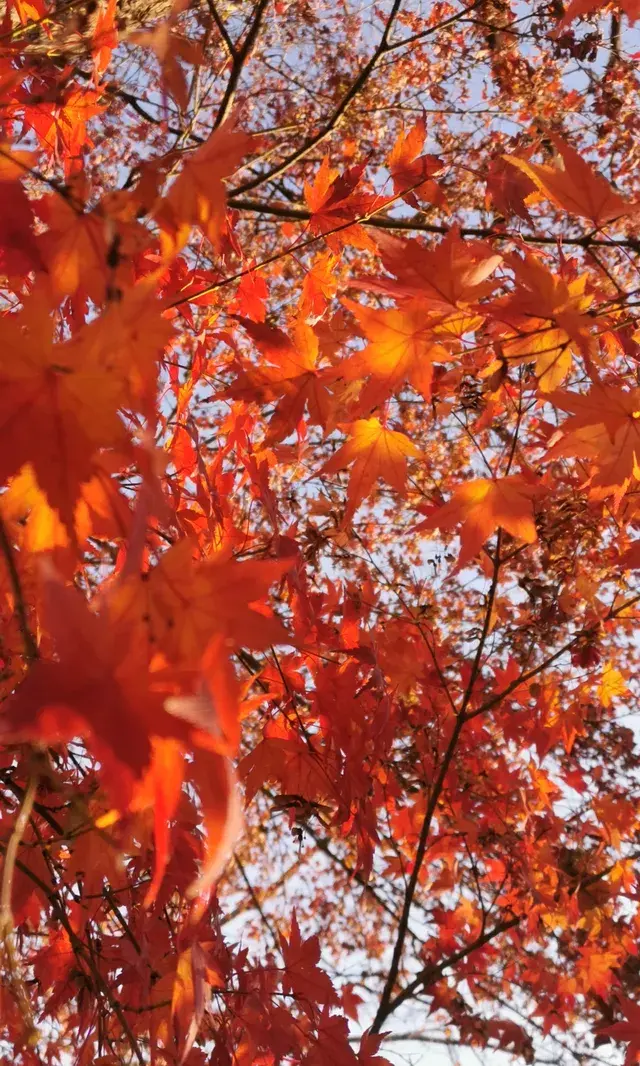 Live全屏打開最美楓葉神樹錯過等明年 Live全屏打開最美楓葉神樹錯過等明年