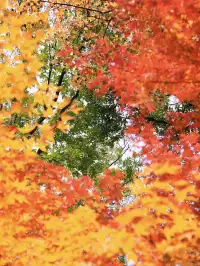 12.1實拍!東湖這棵彩虹樹封神了