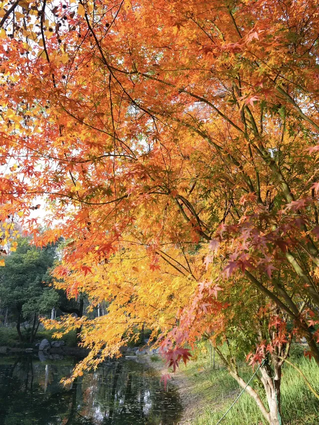 12.1實拍!東湖這棵彩虹樹封神了 12.1實拍!東湖這棵彩虹樹封神了