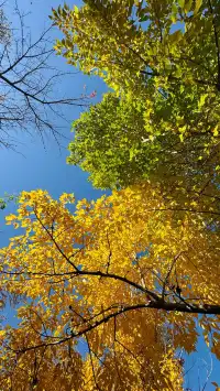 私藏！Live圖還原瀘沽湖冬日浪漫，金黃樹