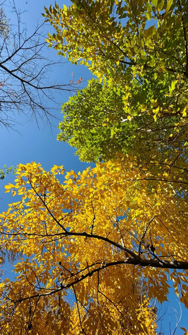 私藏！Live圖還原瀘沽湖冬日浪漫，金黃樹