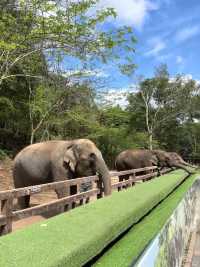 二次遊版納！一點都不累！小朋友說比迪士尼更好玩。