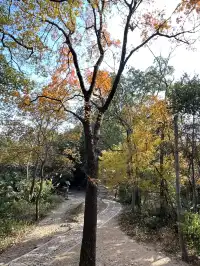 12.4西溪谷漫遊道5km徒步|路線+出片點+tips