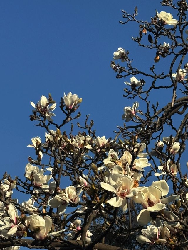 真慶觀的玉蘭花又開了… 真慶觀的玉蘭花又開了…
