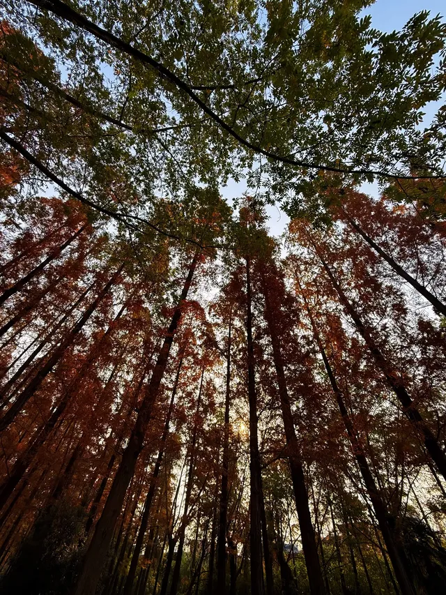 12.2live｜現實版莫奈油畫藏在武漢青山公園