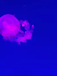 沉浸式墜入深海星穹，治癒與出片雙滿分～