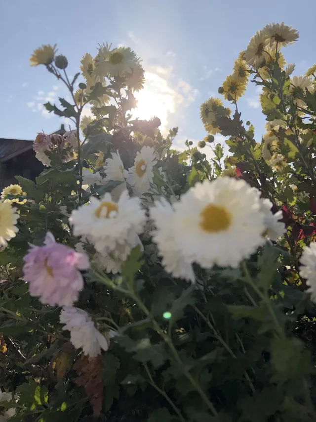 烏村農耕集|打卡藏在烏鎮古村的杭白菊花海 烏村農耕集|打卡藏在烏鎮古村的杭白菊花海