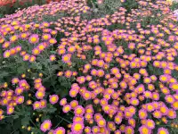 2025深圳大鵬菊花展