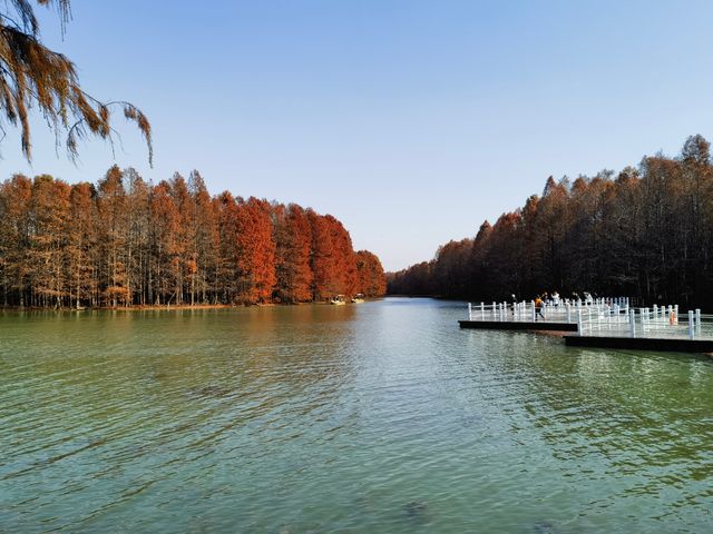 上海秋日出遊優選地 上海秋日出遊優選地