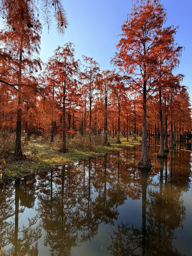 12.14上海青西郊野公園水杉紅了…附攻略 12.14上海青西郊野公園水杉紅了…附攻略