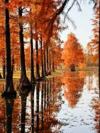 上海版“阿勒泰”｜水杉林美到窒息