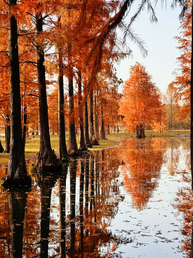 上海版“阿勒泰”｜水杉林美到窒息