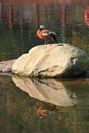 อุทยานป่าฝูซาน ชิงเต่า | คู่มือการเยี่ยมชมปอดสีเขียวของเมือง: อุทยานสมบัติที่เปิดให้เข้าชมฟรี ครอบคลุมพื้นที่เขตชินาน ชิเป่ย และลาวซาน มีระยะทาง 13.5 กิโลเมตรที่สามารถเข้าถึงได้สะดวกสำหรับผู้พิการ