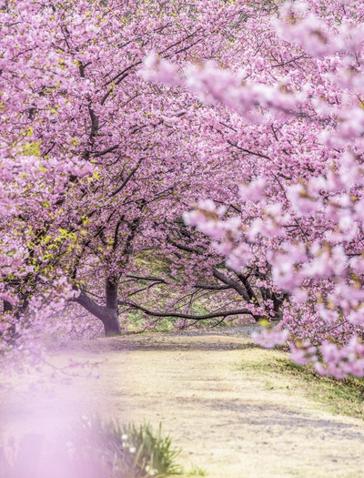 私は宣言します、田舎の桜は本当におしゃれです | Trip.com 奈良市