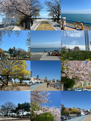 青島澳門路 | 海趣園邊的小眾看海+賞花地