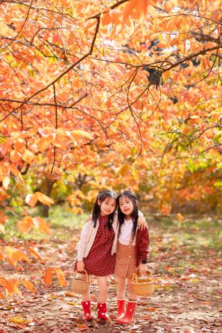 A must-see in Melbourne this autumn! This persimmon tree is so romantic!