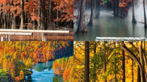 ป่าเหนือน้ำทะเลสาบซ่างหู (Shanghu Water Forest) — traveler post in ฉางสู่